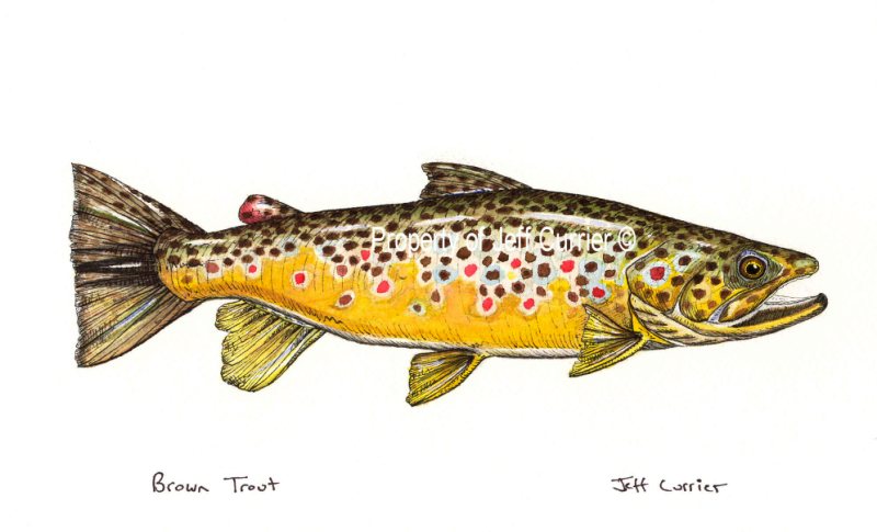 Fly Fishing Watercolors, trout watercolors, trout art