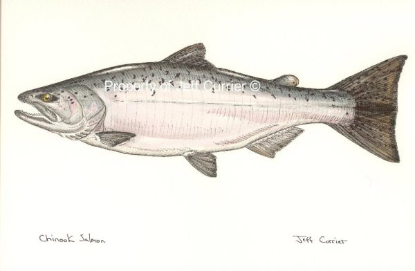 Trout, Salmon and Char – Jeff Currier