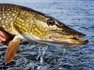 Labrador - The Best Brook Trout Fishing on Earth – Jeff Currier