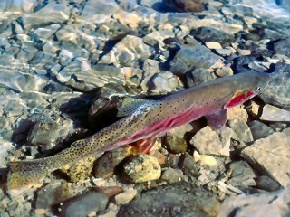 Fly Fishing the Yellowstone River in YNP – Jeff Currier