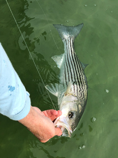 Fly Fish Cape Cod