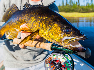 Midnight Sun Trophy Pike Adventures - Far Out Fly Fishing