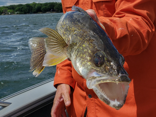 Fly Fishing for Walleye in Minnesota – Jeff Currier