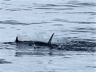https://www.jeffcurrier.com/wp-content/uploads/2022/11/blog-Nov-8-2022-3-fly-fishing-for-striped-marlin.jpg