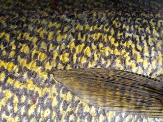 Fly Fishing Saltwater Flie Streamer Steelhead Salmon Striper Pike