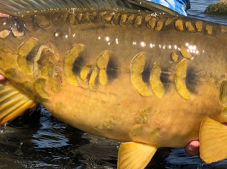 A lovely color and scale pattern on this 26 pound Mirror Carp