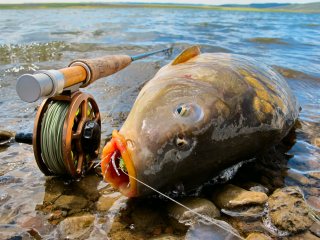 Blackfoot Reservoir - Fly Fishing for a 20lb Carp – Jeff Currier